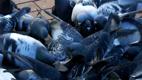 Animal Bird Pigeons