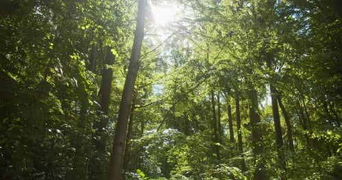 Bright Ball of Sunlight Shining Against the Towering Beech Trees in the Forest