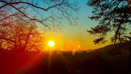 Beautiful Sunset Through Silhouetted Trees at Dusk