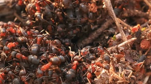 Rote Waldameisen (Formica Rufa) auf einem umgestürzten alten Baumstamm