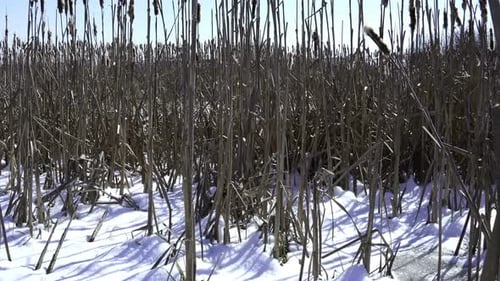 Cattails in the Snow on a Sunny Winter Day