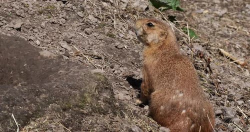 Black-Tailed Prairie Dog, cynomys ludovicianus, standing at Den Entrance , Real Time 4K