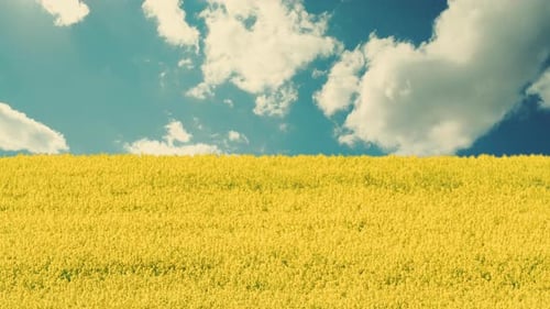 Sommerfeld der ukrainischen Blumen
