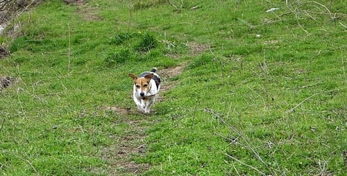 Jack Russell Terrier on the Green Trail