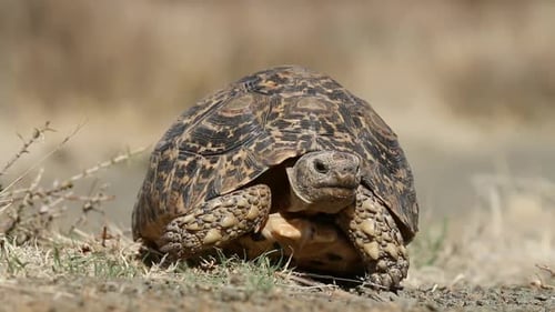 Leopard Tortoise Walking - South Africa