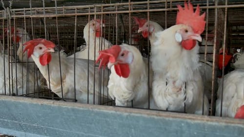 Poultry are domesticated birds kept by humans for their eggs, their meat or their feathers. Small ag