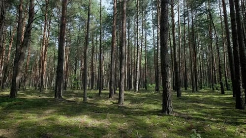 Pine Forest Passage Through the Forest with Trees and Moss