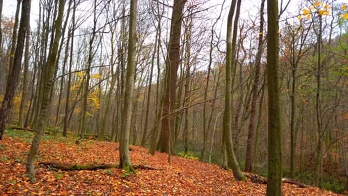 Bäume im Herbstwald.