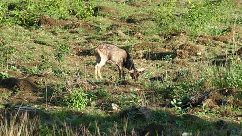 Ziege isst morgens Gras