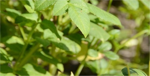 Bee Collecting Pollen from Yellow Flower