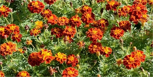 Blumenbeet 13