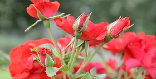 Des roses