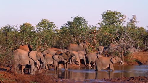 Afrikanischer Busch-Elefant im Krüger-Nationalpark, Südafrika
