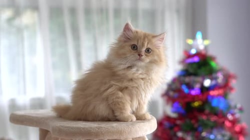 Cute Persian Kitten Looking And Sitting On Cat Tower