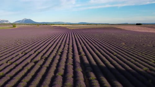 Lavender Field Aerial View