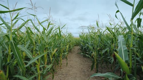Corn Maze Made on a Farm Field
