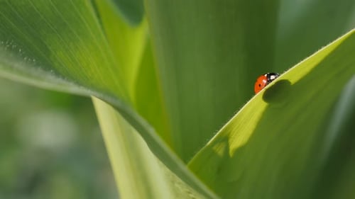 Natürliche Szene mit winzigem roten Coccinellidae-Käfer Nahaufnahme 4K 2160p 30fps UltraHD-Aufnahmen - Marienkäfer o