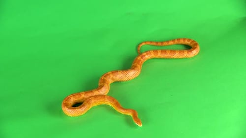 Tiger Python Molurus Bivittatus Morph Albine Birman sur fond vert, écran