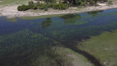 Lago poco profundo con plantas y baobabs al fondo, Namibia
