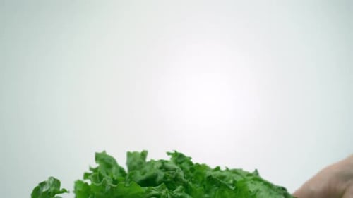 Washing lettuce, Slow Motion