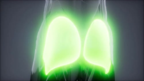 3D Human Anatomy Showing Highlighted Gluteus Maximus Muscles