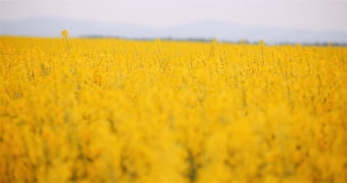 Agriculture Canola Rapeseed Field Blooming. Wide Shot of Fresh Beautiful Rapeseed Flowers.