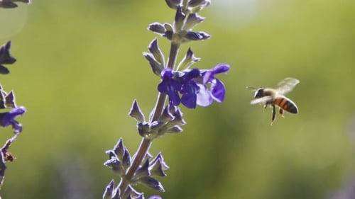 Bee Collecting Nectar from Vibrant Purple Flower