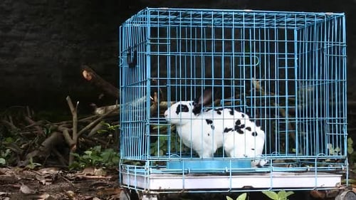 Rabbits in a Cage Outdoors in Daytime