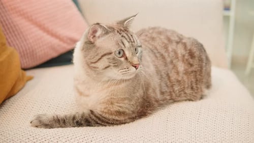 Katze auf Sofa liegend Nahaufnahme Scottish Fold Portrait