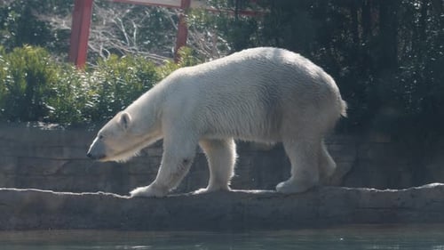 Polar Bear