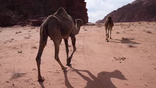 Un groupe de chameaux passant dans le désert du Wadi Rum