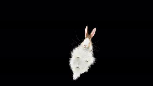Cute Fluffy Rabbit Spinning Loop Animation