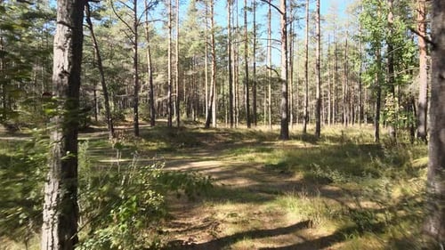 Moving Through a Forest on a Sunny Day