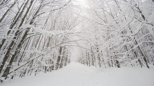 A Track Through a Snowcovered Forest in Winter Sun Shines Through the Tree Branches