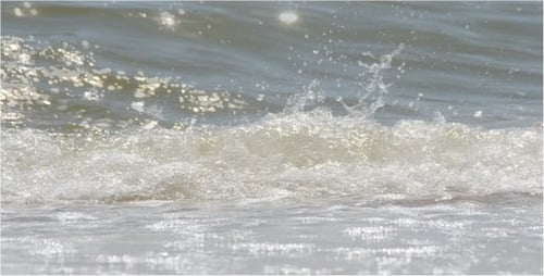 Sea 41