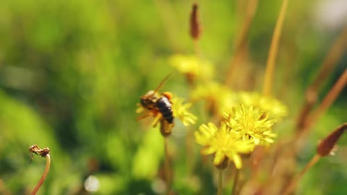 Biene auf gelbem Löwenzahn