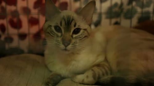 Big Cat With Dark Eyes Lying in Cage in Veterinary Clinic, Problems With Health