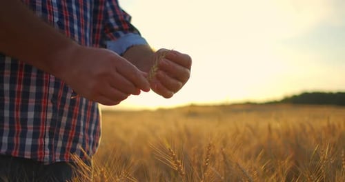 A Close-up of a Male Farmer Holds Wheat in the Sunlight and at Sunset Examines Its Spikes. Brushes