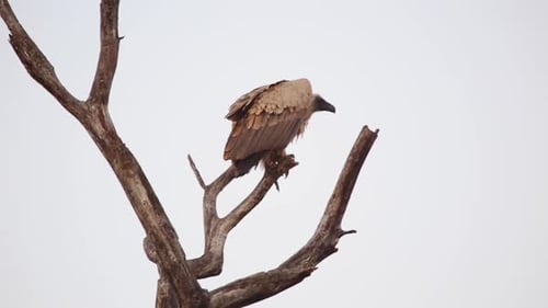 Afrikanischer Geier sitzt auf einem Baum