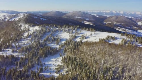 High Snowy Mountain Covered with Evergreen Fir Trees on a Sunny Cold Day