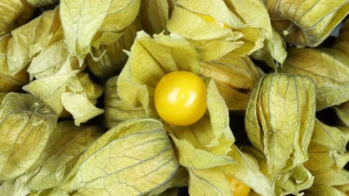 Physalis Berry Plant With Flowers In The Form Of Lanterns 1.