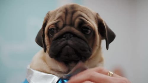 pug dog put on clothes, dog costume