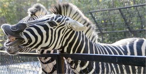 Two Zebras Standing at the Fence