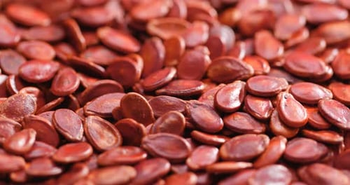 Red melon seed