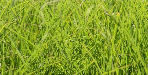 Gras 2