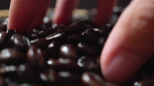 Close Up Macro Shot of Man's Hands Holding Freshly Roasted Aromatic Coffee Beans