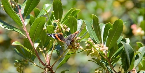 Schmetterling 2