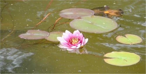 Pink Water Lily Floating in a Green Pond