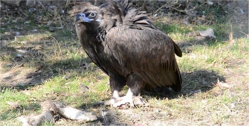 Black Vulture Standing and Preening in Green Grassy Field
