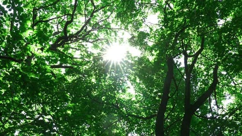 Lush Green Canopy with Sun Shining Through